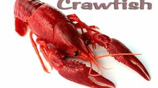 Crawfish Catching Cooking Cleaning and EATING Deer Meat For Dinner [upl. by Thorne84]