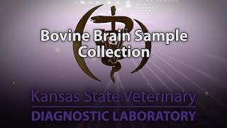 Bovine Brain Sample Collection [upl. by Aicatsan471]