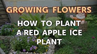 How to Plant a Red Apple Ice Plant [upl. by Einoj466]