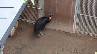 Northern Cassowary  Bird Paradise Singapore [upl. by Sparks]