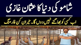 Biggest Modern Shamo Chickens Farm in Pakistan  Modern Fancy Poultry Farm  Ajmal Hameed [upl. by Booth]