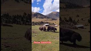 Two yaks have a land dispute [upl. by Deryl]