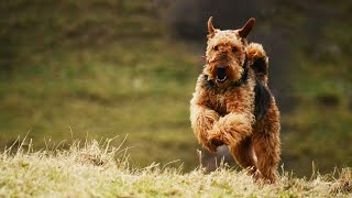 Surfing Success How to Train Your Airedale Terrier [upl. by Clements]