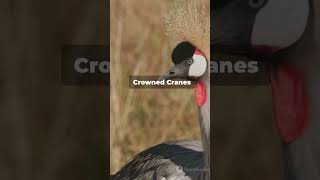 Amazing Facts about Crowned Cranes Flying Grace birds fascinatingbirds fascinatingwildlife [upl. by Ahsyad]