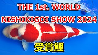 THE 1st WORLD NISHIKIGOI SHOW 2024年11月23～24日 [upl. by Enahsal]