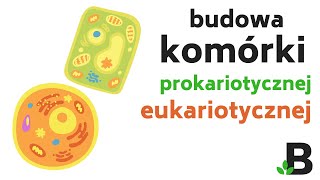 LEKCJA Biologii Budowa Komórki Prokariotycznej i Eukariotycznej Roślinnej Zwierzęcej Grzybowej 352 [upl. by Loris170]