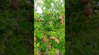 A1 form pomegranate farming in Jeevana Rajasthan [upl. by Idalina]