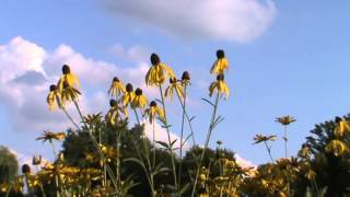 Minnesota Native Plant  GreyHeaded Coneflower Ratibida Pinnata [upl. by Marmaduke]