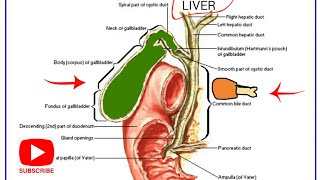 BILIARY SYSTEM ExplainedAnatomy amp Physiology [upl. by Sivar919]