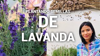 COMO SEMBRAR SEMILLAS DE LAVANDA🌱 [upl. by Leacock]