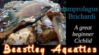 Neolamprolagus Brichardi  A great beginner Cichlid  A guide to keeping and breeding [upl. by Connie]