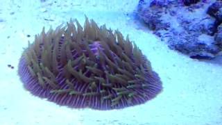 GREEN PLATE CORAL FEEDING [upl. by Adala]