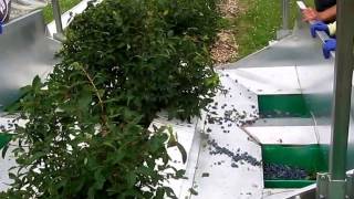 Haskap Berry Harvesting with the Easy Harvester [upl. by Nabla793]