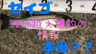 【半田緑地公園】30㎝越え狙い！セイゴ釣り🐟️20231013 [upl. by Adlitam834]