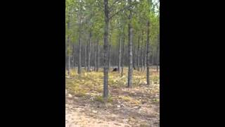 Man catches HUGE wolf attack dog on camera [upl. by Raney50]