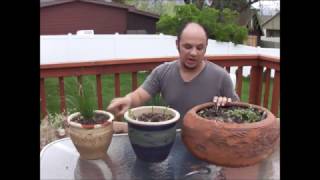 Clay pots vs plastic pots part 1 [upl. by Carrissa255]