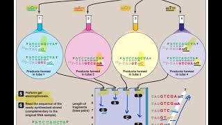 DNA Sequencing By Sanger Method  Application of biotechnology [upl. by Tutt]