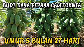 UPDATE TERBARU PERKEMBANGAN PEPAYA CALIFORNIA DI KEBUN INDES  ALHAMDULILLAH 2 HARI TURUN HUJAN [upl. by Gough]