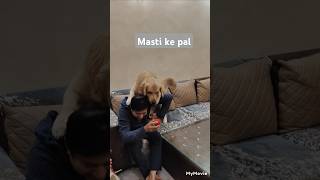 Masti ki pathshala doglover goldenritriever viralshorts viralvideo ABStudio [upl. by Oiramd]