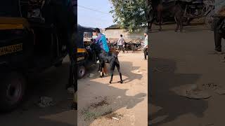 Bakra video song youtubeshorts [upl. by Cheri]