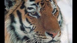 Amur tiger in third millennium English edition [upl. by Amalee531]