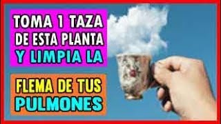 Toma 1 ️Taza de esta Planta y Limpia la 😷Flema en Tus Pulmones [upl. by Haggai]