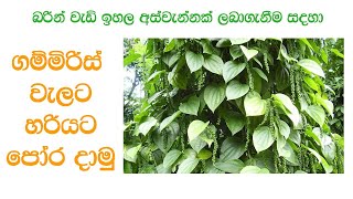 ගම්මිරිස් වගාවට නිවැරදිව පොහොර යෙදීම  Gammiris Wagawata Pohora Pepper Fertilizer In Sri Lanka [upl. by Iznik]