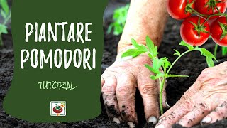 Come piantare i pomodori nellorto [upl. by Damek137]