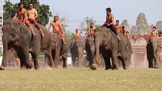 The Surin Province Elephant Show 2023 [upl. by Emma]