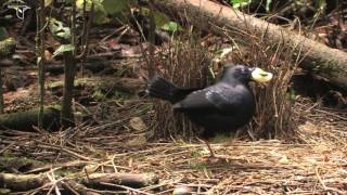 Female Satin Bowerbird Visiting Bower [upl. by Farman792]