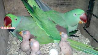 How to make a breeding setup for Alexandrine parakeets cute beautiful parrot [upl. by Herculie972]