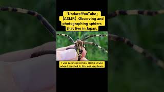 【ASMR】Observing and photographing spiders that live in Japan love mukbang sdgs spiderman yt [upl. by Sapers381]