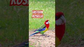 Eastern Rosella birds wildlife shorts [upl. by Adnir727]