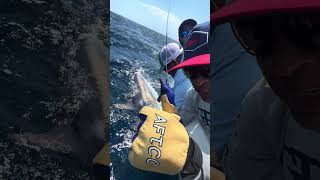 A grander black marlin that we caught and properly released fishing blackmarlin [upl. by Harlen]