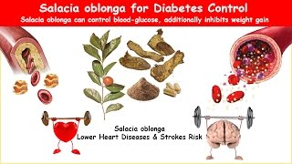 Salacia Oblonga Diabetes Herb Lower BS amp Cholesterol [upl. by Idolem]