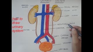 how to draw urinary system [upl. by Okajima617]