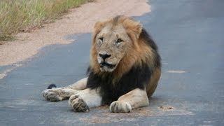 SOUTH AFRICA the big five at Kruger national park hdvideo [upl. by Suirtemed421]