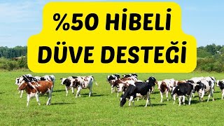 P Hibeli düve desteği başvuruları başladı [upl. by Hew903]