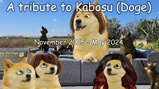 A tribute to Kabosu Doge [upl. by Arraes]