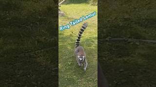 Ring tailed Lemur animals ringtailedlemur lemur wildlife nature [upl. by Airrotal]