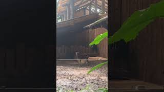 deer avilon zoo fypシ゚viral shorts [upl. by Gwendolyn954]