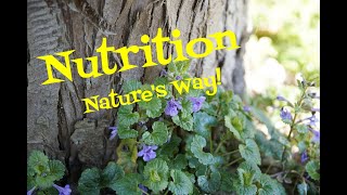 7 Common Wild Edible Plants Nutrition Natures Way [upl. by Anissej]