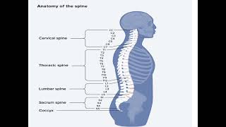 Anatomy of Spine  Vertebral column [upl. by Demaria]