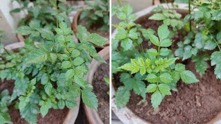 Tecoma Plant के बारे में कुछ important growing tips  How to grow amp care Tecoma plant [upl. by Lukey]