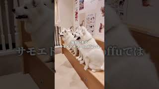 《原宿》サモエドカフェの楽しみ方samoyed [upl. by Xineohp]