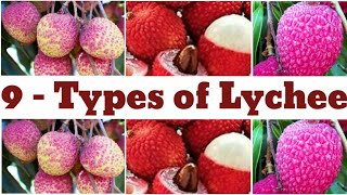 9 types of lychee  lychee  types of lychee  lychee Catagory [upl. by Esdnyl12]