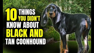 Discover 10 Astonishing Facts About Black and Tan Coonhounds 🐾 [upl. by Aleafar185]