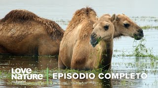 ¿Cómo VIVEN SIN AGUA los animales del desierto  Infierno Árabe EP1 [upl. by Schurman389]