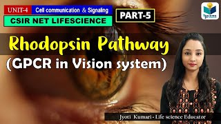 GPCR IN VISION SYSTEM  GPCR Part5  CSIR NET  ROD CELL SIGNALING [upl. by Annecorinne320]