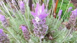 COMO PLANTAR SEMENTES DE LAVANDA [upl. by Obed459]